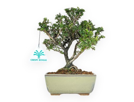 Serissa Japonica - Serissa - 21 cm