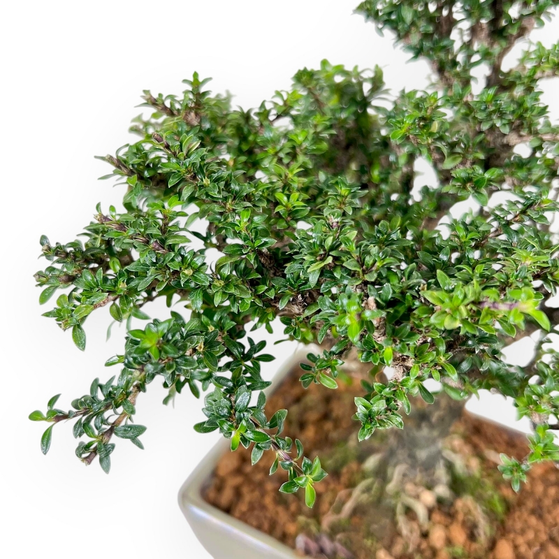 Serissa Japonica - Serissa - 21 cm