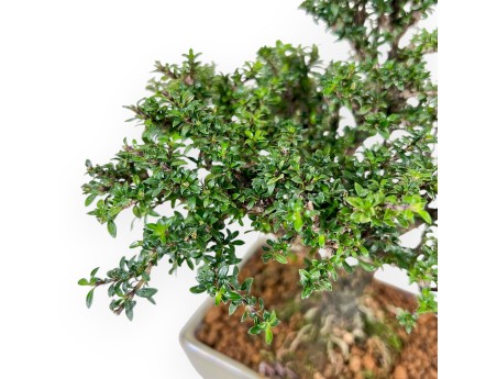 Serissa Japonica - Serissa - 21 cm