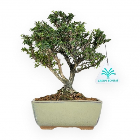 Serissa Japonica - Serissa - 21 cm