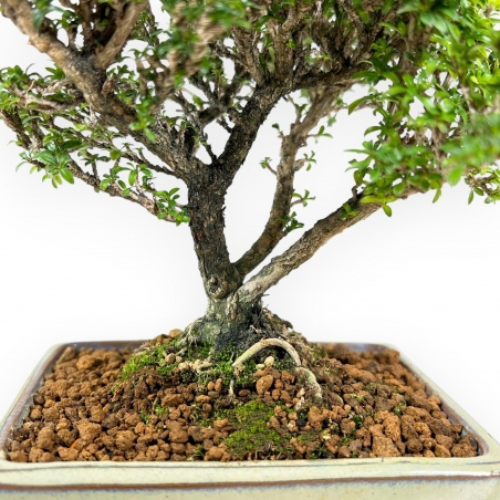 Serissa Japonica - Serissa - 21 cm