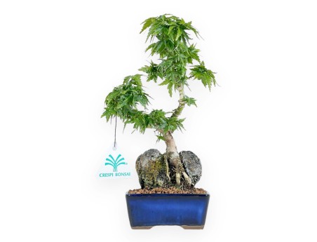 Acer Palmatum Shishigashira - Arce - 25 cm