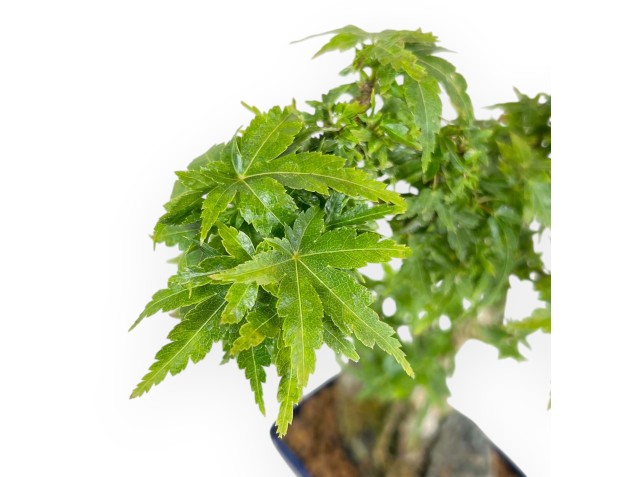 Acer Palmatum Shishigashira - Érable - 25 cm 2