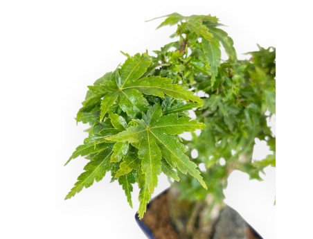 Acer Palmatum Shishigashira - Arce - 25 cm
