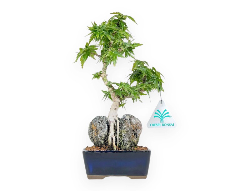 Acer Palmatum Shishigashira - Maple - 25 cm