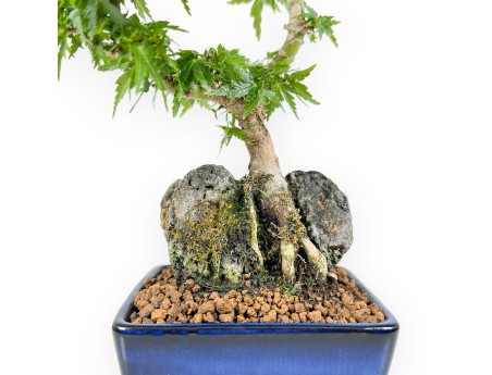 Acer Palmatum Shishigashira - Ahorne - 25 cm