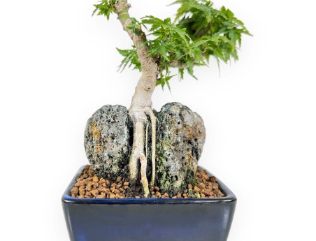 Acer Palmatum Shishigashira - Acero - 25 cm