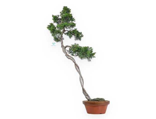 Juniperus Chinensis Itoigawa - Enebro - 78 cm