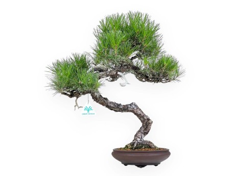 Pinus Thunbergii - Pino Nero - 52 cm
