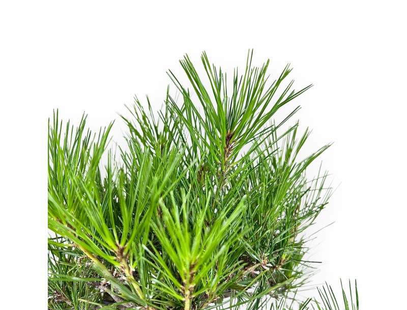 Pinus Thunbergii - Schwarz Kiefern - 52 cm