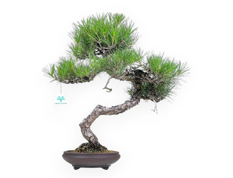 Pinus Thunbergii - Black Pine - 52 cm