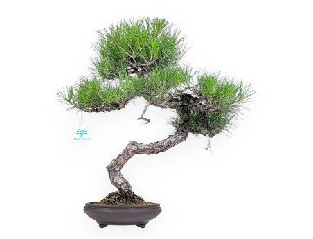 Pinus Thunbergii - Schwarz Kiefern - 52 cm