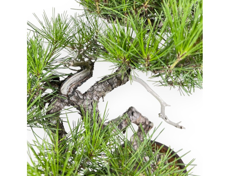 Pinus Thunbergii - Pin Noir - 52 cm