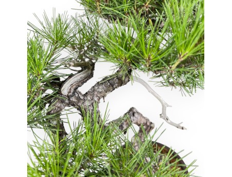 Pinus Thunbergii - Black Pine - 52 cm