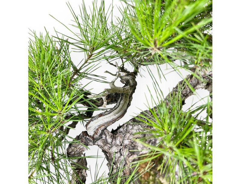 Pinus Thunbergii - Pin Noir - 52 cm