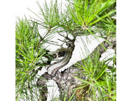 Pinus Thunbergii - Schwarz Kiefern - 52 cm