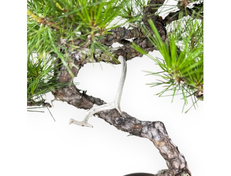 Pinus Thunbergii - Black Pine - 52 cm