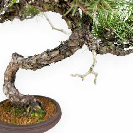 Pinus Thunbergii - Schwarz Kiefern - 52 cm