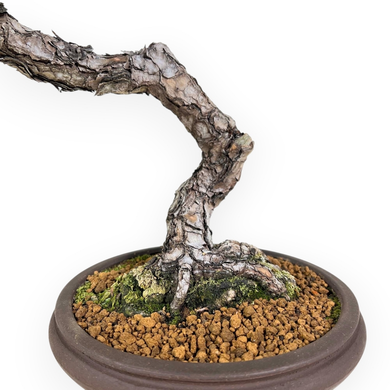 Pinus Thunbergii - Schwarz Kiefern - 52 cm