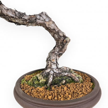 Pinus Thunbergii - Pino Negro - 52 cm