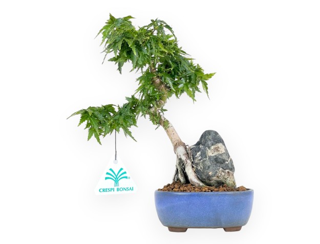 Acer Palmatum Shishigashira - Arce - 23 cm