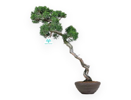 Juniperus Chinensis - Enebro - 45 cm