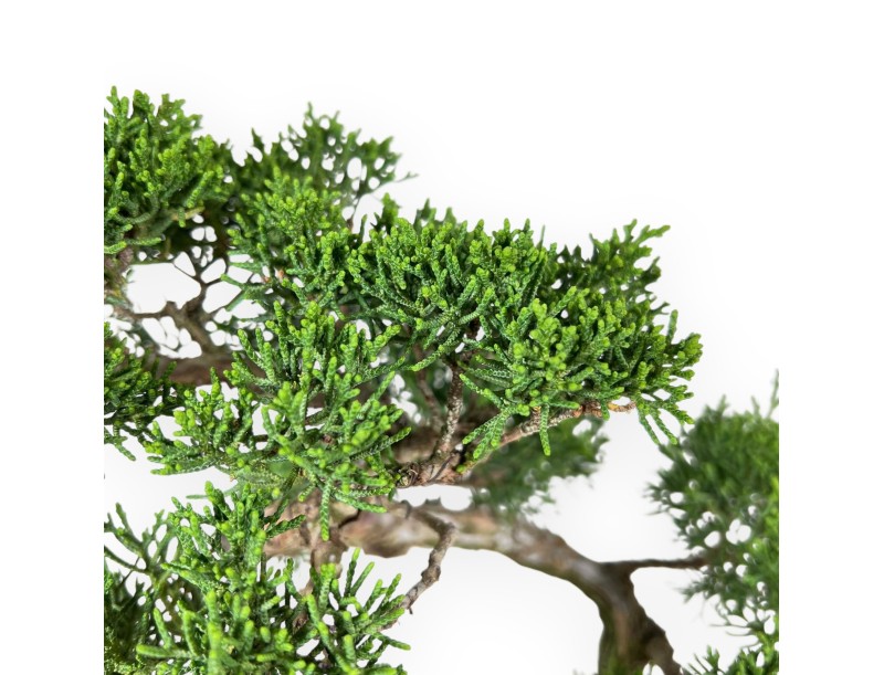Juniperus Chinensis - Ginepro - 45 cm