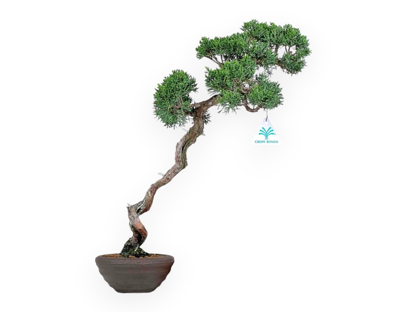 Juniperus Chinensis - Ginepro - 45 cm