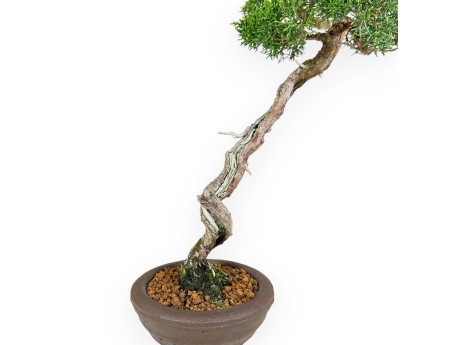 Juniperus Chinensis - Enebro - 45 cm