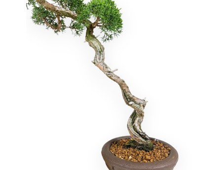 Juniperus Chinensis - Enebro - 45 cm