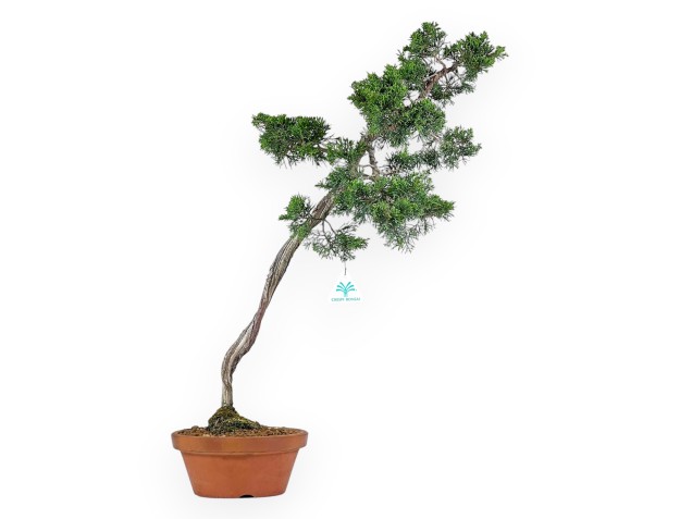 Juniperus Chinensis Itoigawa - Wacholder - 64 cm