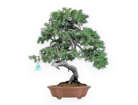 Juniperus Rigida - Ginepro - 53 cm