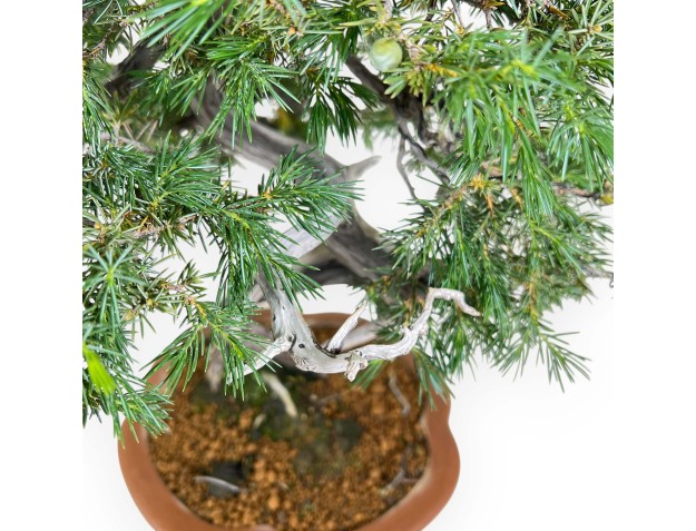 Juniperus Rigida - Wacholder - 53 cm 2