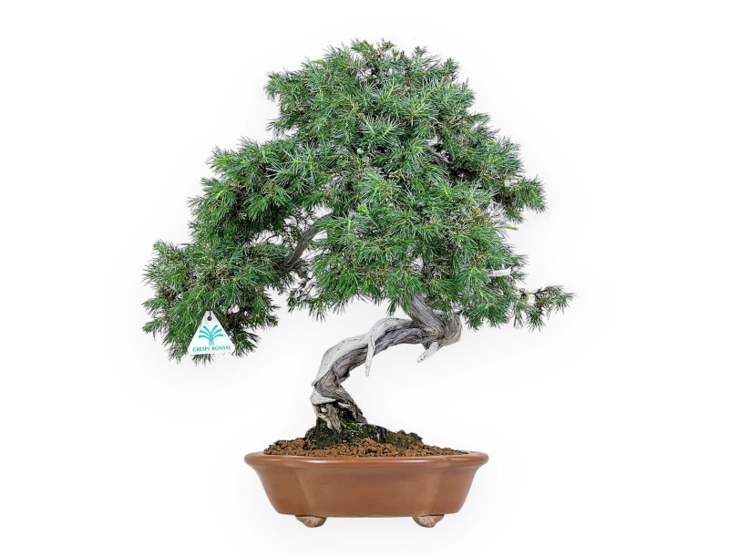 Juniperus Rigida - Ginepro - 53 cm