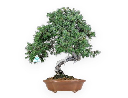Juniperus Rigida - Ginepro - 53 cm