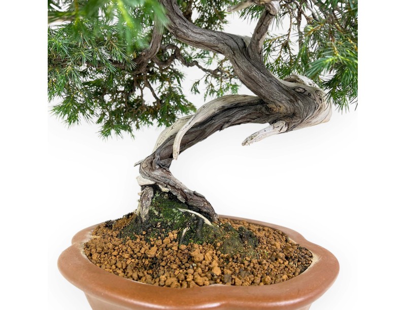 Juniperus Rigida - Ginepro - 53 cm