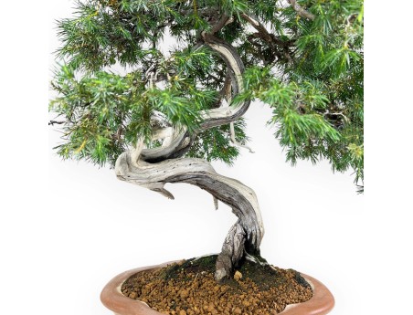 Juniperus Rigida - Ginepro - 53 cm