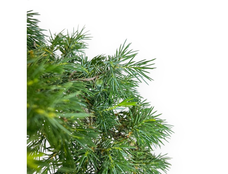 Juniperus Rigida - Ginepro - 53 cm