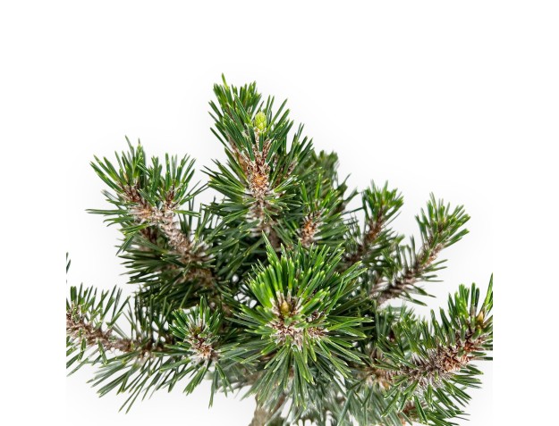 Pinus Thunbergii Kotobuki - Zwart Den - 46 cm 2