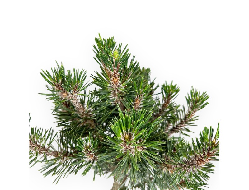 Pinus Thunbergii Kotobuki - Black Pine - 46 cm