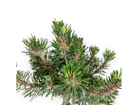Pinus Thunbergii Kotobuki - Pino Negro - 46 cm