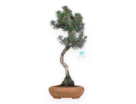 Pinus Thunbergii Kotobuki - Pino Negro - 46 cm