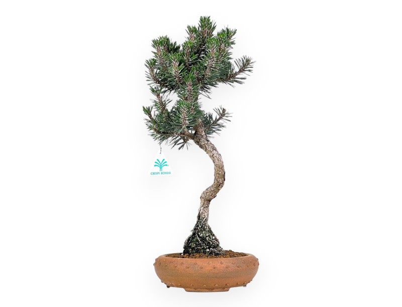 Pinus Thunbergii Kotobuki - Pino Negro - 46 cm