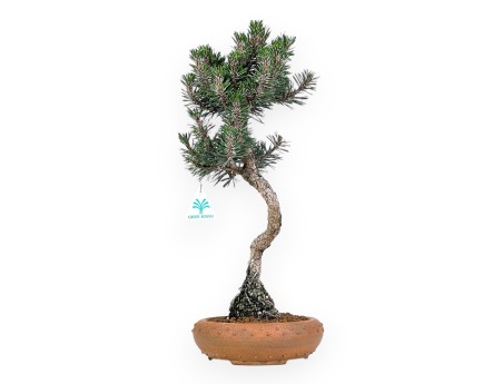 Pinus Thunbergii Kotobuki - Pino Negro - 46 cm