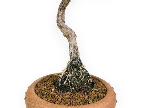 Pinus Thunbergii Kotobuki - Pino Nero - 46 cm