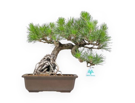 Pinus Thunbergii - Pino Nero - 34 cm