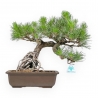 Pinus Thunbergii - Schwarz Kiefern - 34 cm