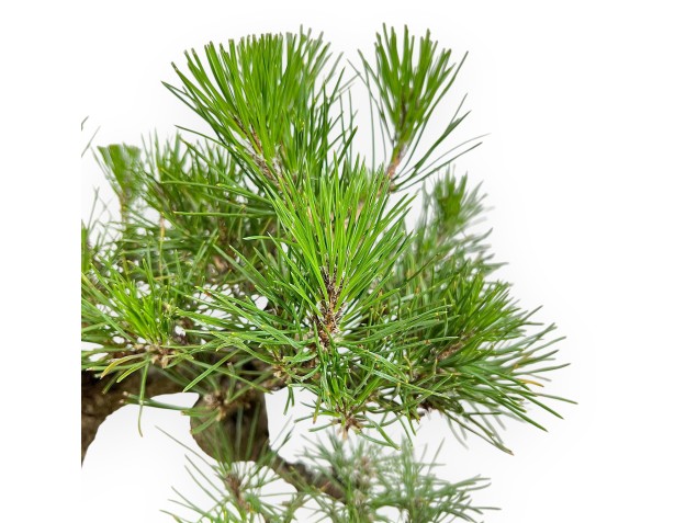 Pinus Thunbergii - Pino Negro - 34 cm 2