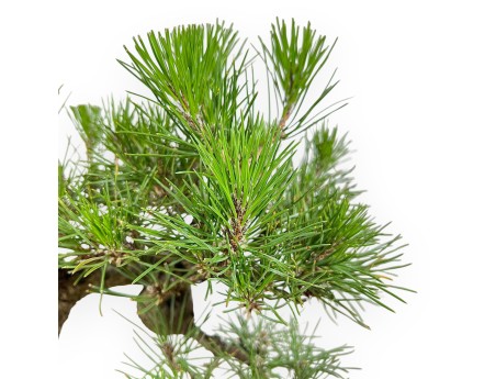 Pinus Thunbergii - Pino Negro - 34 cm