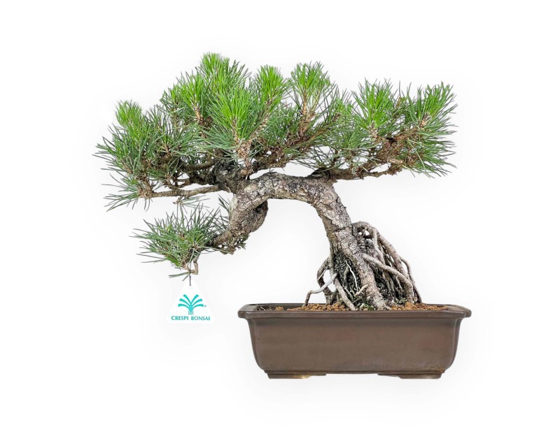 Pinus Thunbergii - Black Pine - 34 cm
